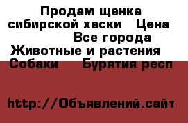 Продам щенка сибирской хаски › Цена ­ 8 000 - Все города Животные и растения » Собаки   . Бурятия респ.